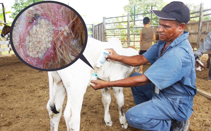 Notifique cualquier caso sospechoso de Gusano Barrenador del Ganado