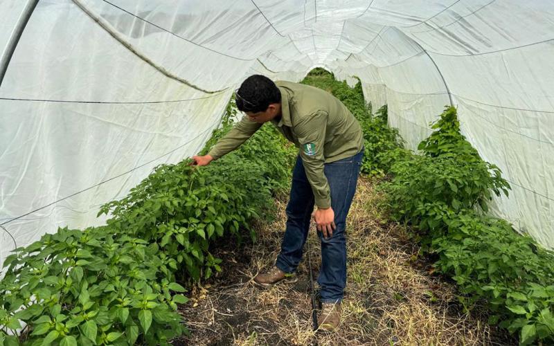 Ofrecen asistencia técnica en parcela demostrativa en la Aldea Blanca