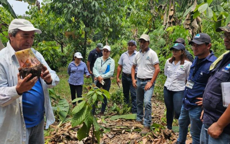 Proceso para la plantación de musáceas (banano y plátano)