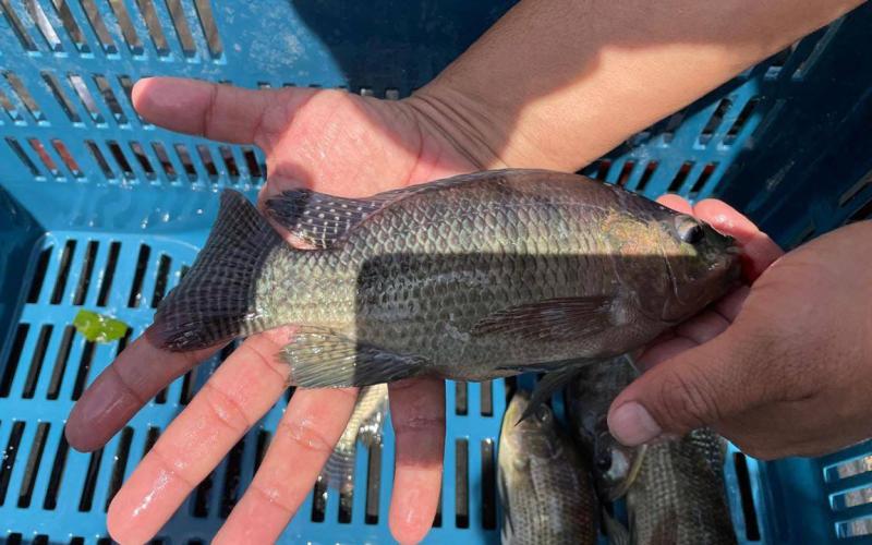 Producción de alevines