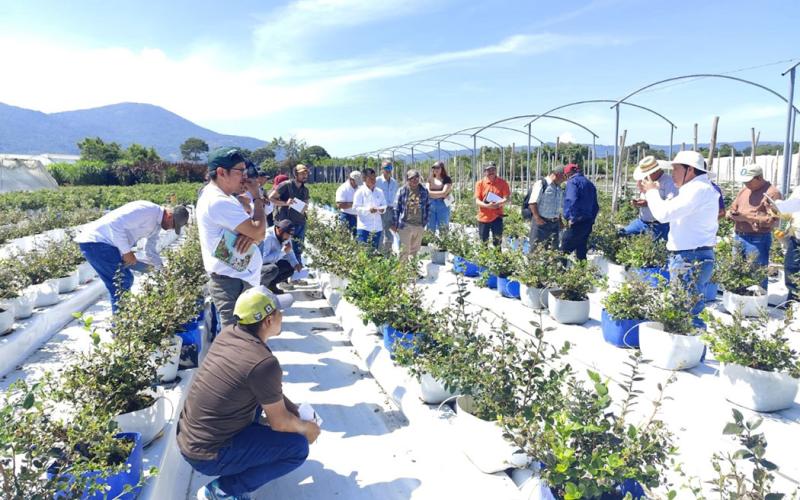 Promueven cultivo de arándano en Santa Rosa