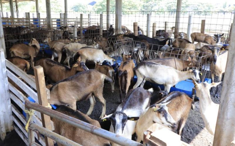 Recomendaciones para el cuidado de animales de granja en época de lluvias 