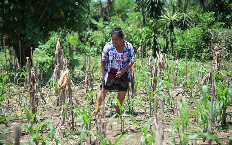 Seguro Agropecuario respalda cultivos de maíz en Suchitepéquez 