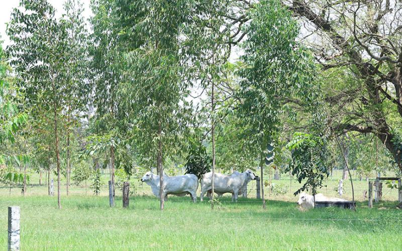 Sistema silvopastoril