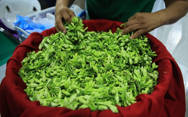 Una planta trepadora rica en vitamina C