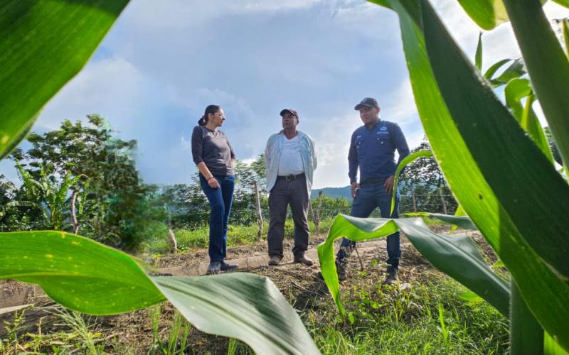 Verifican progreso de parcela de semilla de maíz mejorada 