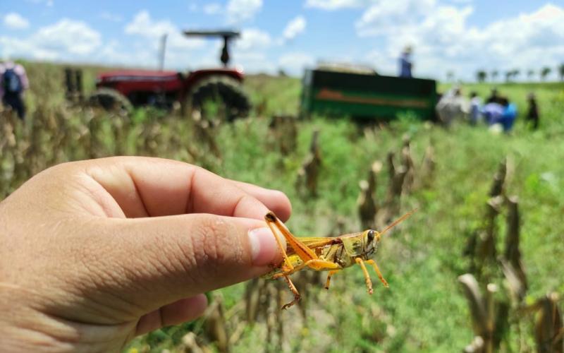 Acciones oportunas permiten mantener control de langosta voladora en el país