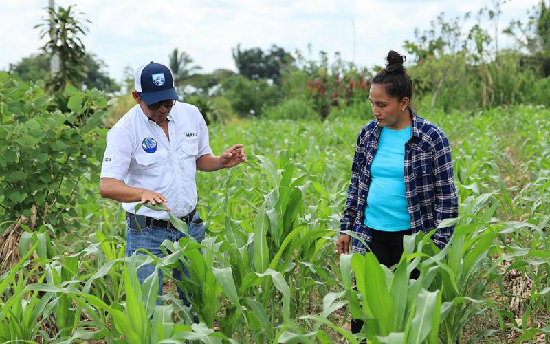 Estos son los requisitos para ser beneficiario del Seguro Agropecuario