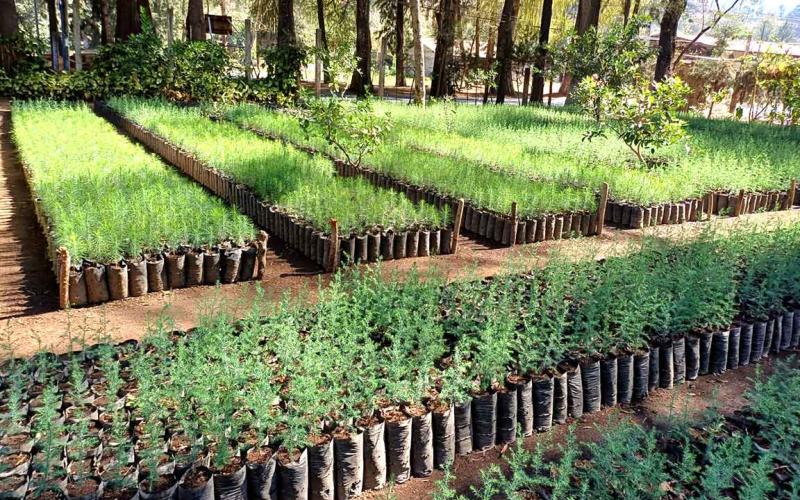 ¿Qué son los viveros agroforestales?