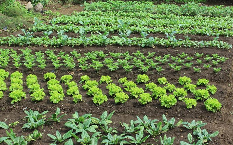 ¿Qué son los tablones en la agricultura?