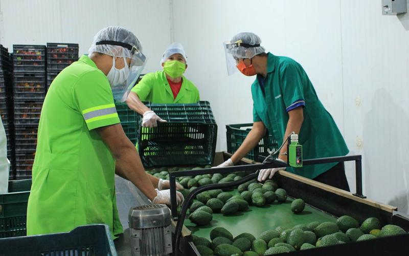 Acciones claves a realizar tras admisibilidad del aguacate Hass guatemalteco por EE.UU. 