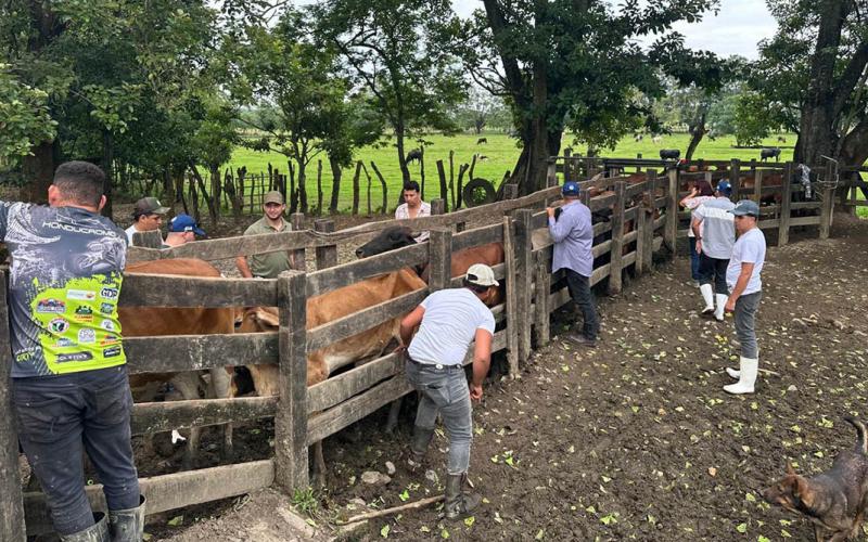 Acciones interinstitucionales optimizan controles para prevenir el Gusano Barrenador del Ganado