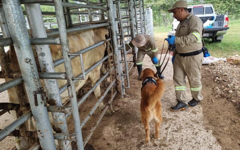 Actuar y detectar, acciones clave a un mes del primer caso de Gusano Barrenador del Ganado