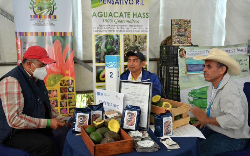 Asociatividad, clave para que productores de aguacate puedan ser exportadores
