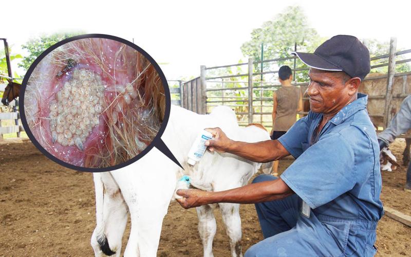 Avanza lucha transnacional contra el Gusano Barrenador del Ganado