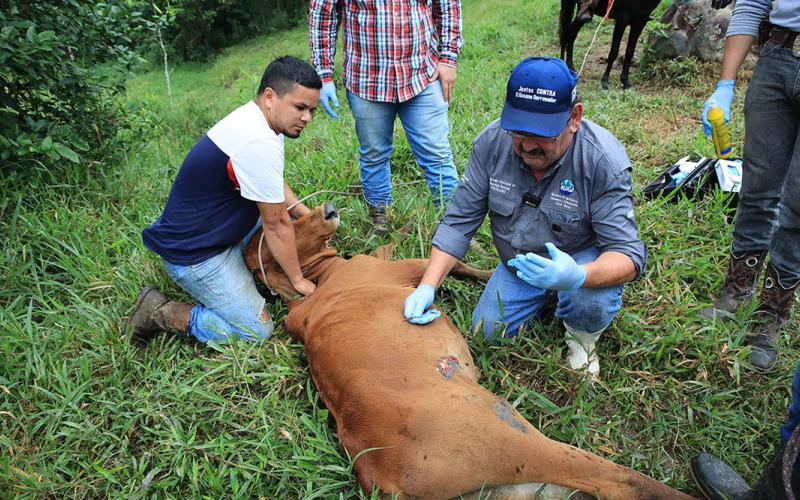 Barridos se realizan en Izabal para prevenir propagación del Gusano Barrenador del Ganado 