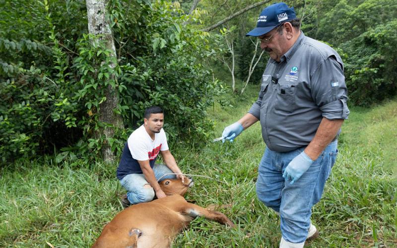 Gusano Barrenador del Ganado: Brigadas de trabajo promueven la educación sanitaria