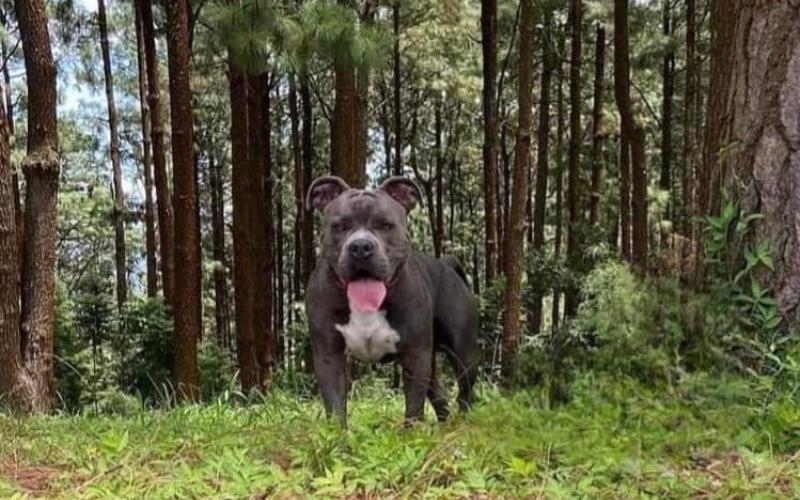 Caso Terry: denunciada debe pagar más de Q61 mil