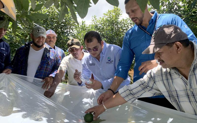 Claves para que el aguacate guatemalteco compita en mercados internacionales