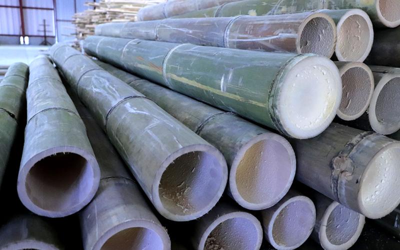 Conozca a que planta se le llama el “acero verde”