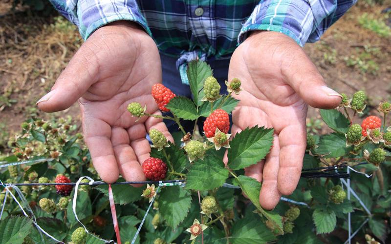 Conozca cómo es el cultivo de mora