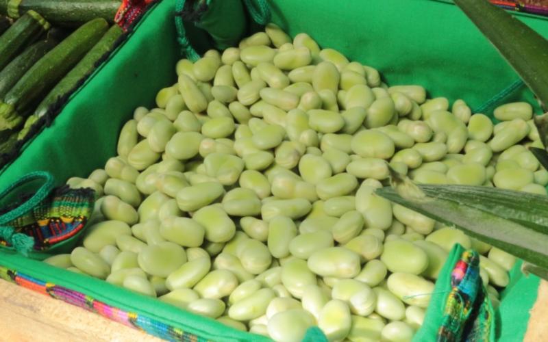 Conozca cuáles son las plantas leguminosas