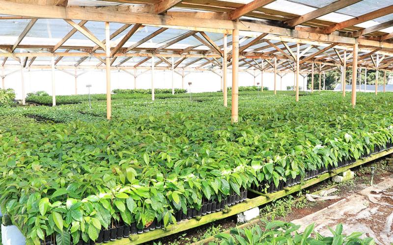 Conozca la forma de cultivar cardamomo