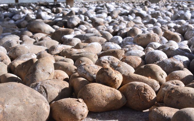 Conozca más acerca de los tubérculos