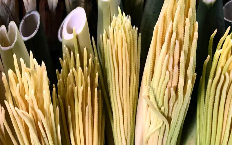 Conozca más acerca de la pacaya