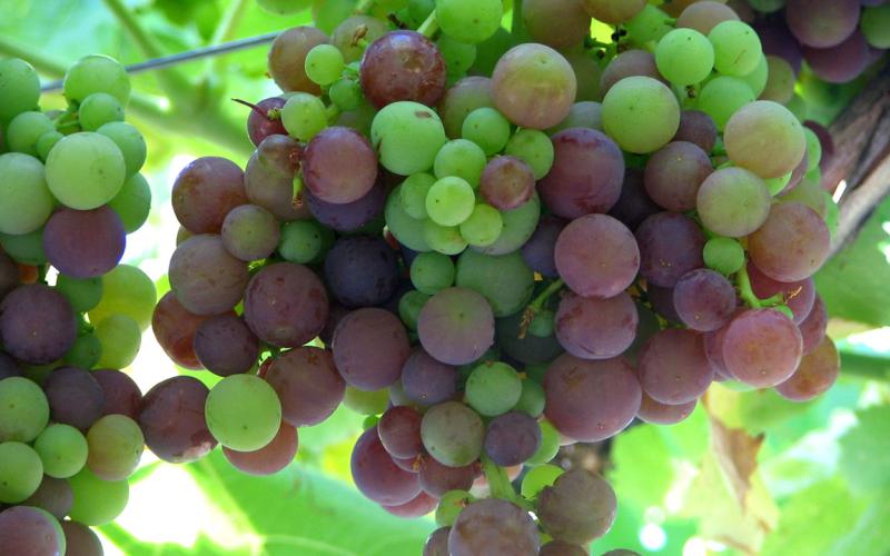 Conozca qué es la viticultura