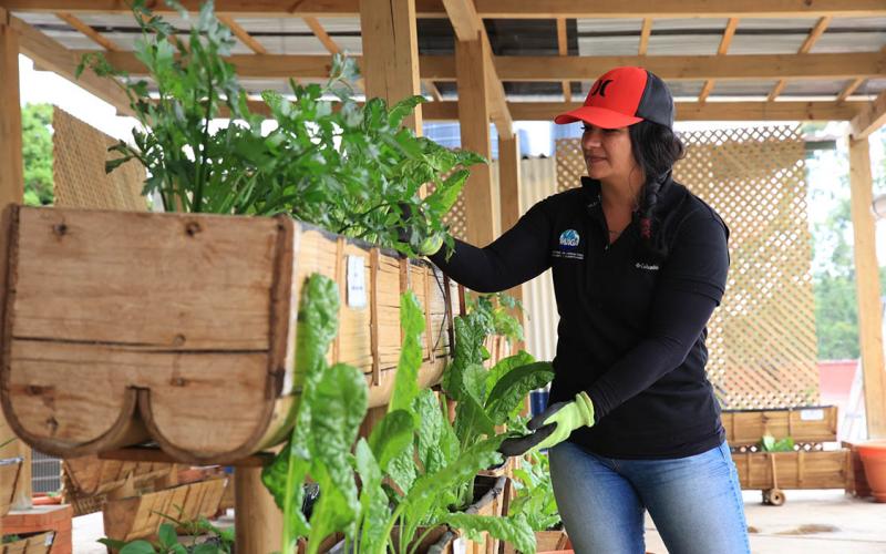 Conozca que es un sistema de cultivo vertical