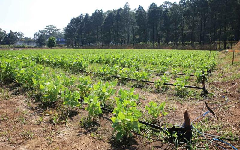 Conozca qué es la agrobiodiversidad