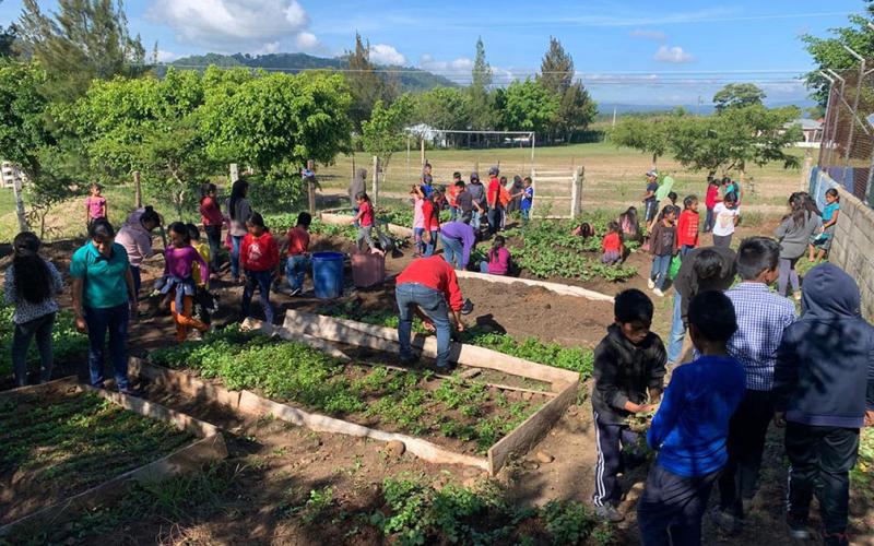 Cosechan rábano y cilantro en huerto escolar de Quiché
