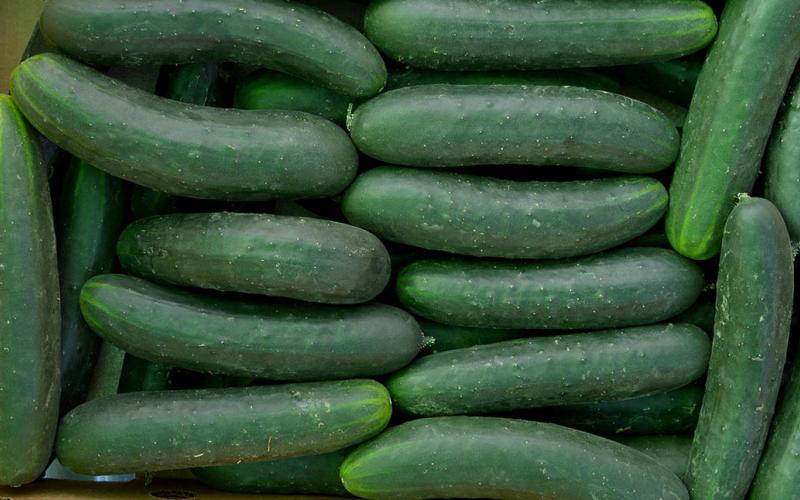 Cosechar pepino no es complicado si tiene un huerto