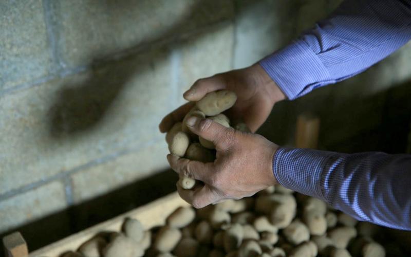 Cultivo de papa renace en Sumpango