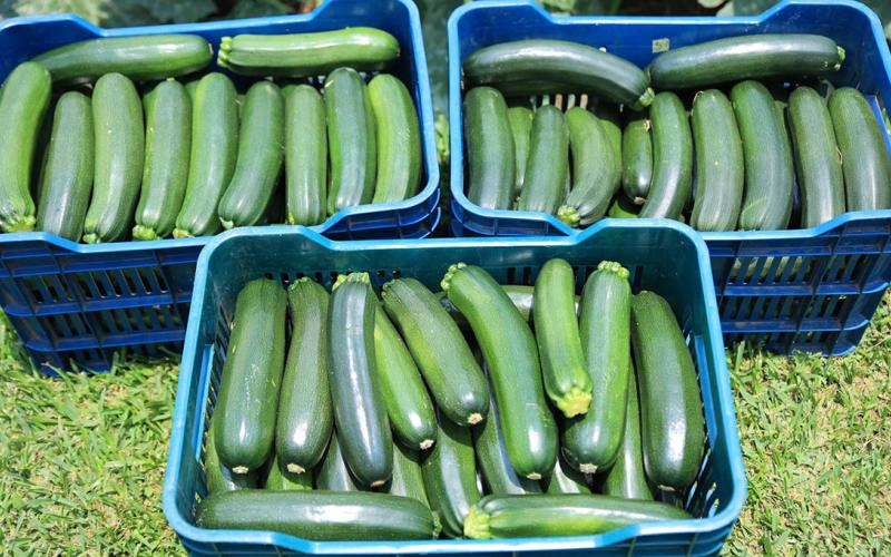 El calabacín, cultivo que se ha vuelto popular