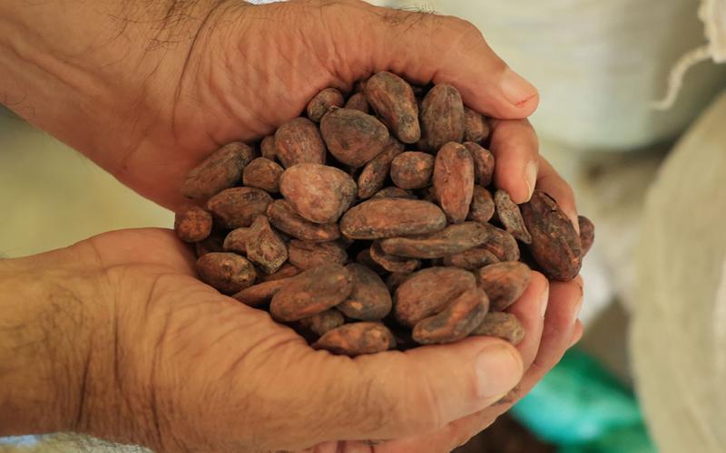 El cultivo de cacao requiere paciencia