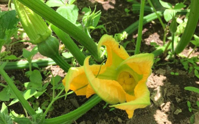 El cultivo de güicoy en Guatemala 