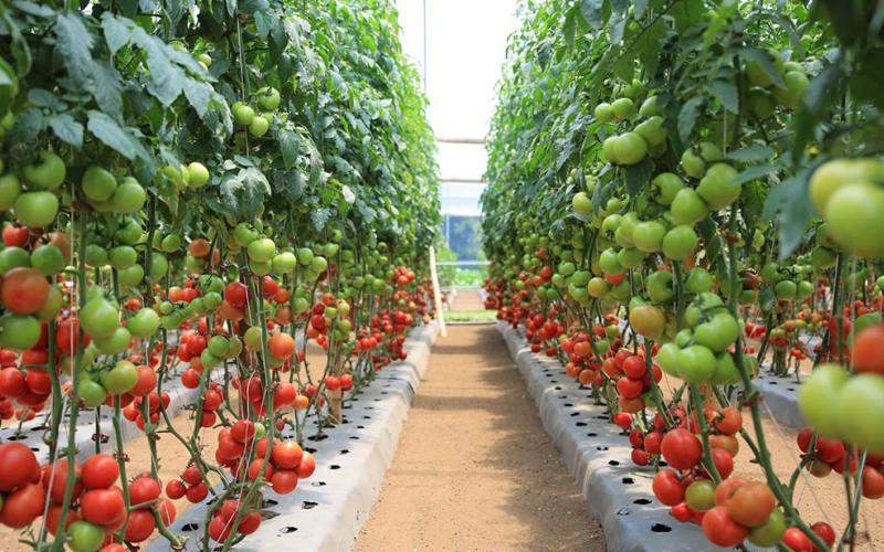 El cultivo de tomate manzano en Guatemala