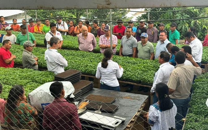 En Alta Verapaz entregan 200 mil pilones de chile cahabonero 