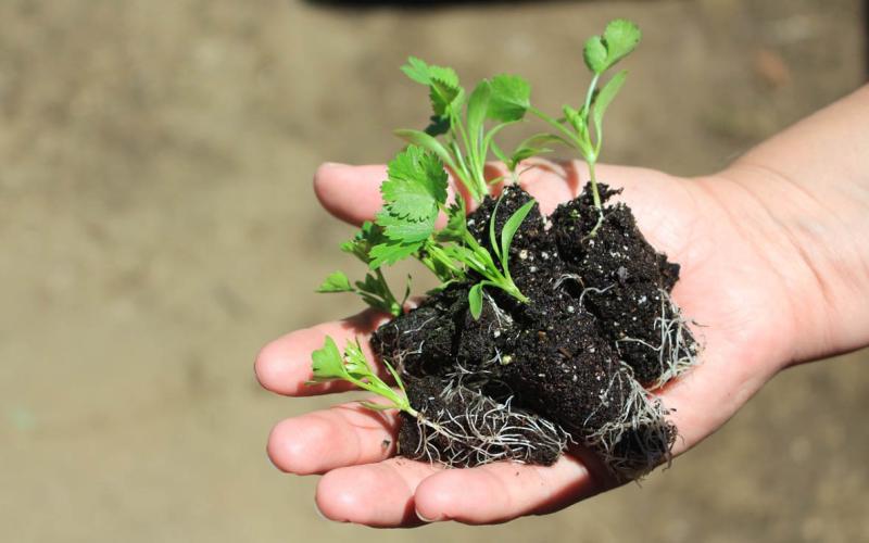 Entregan pilones de hortalizas y dan acompañamiento técnico en San Marcos