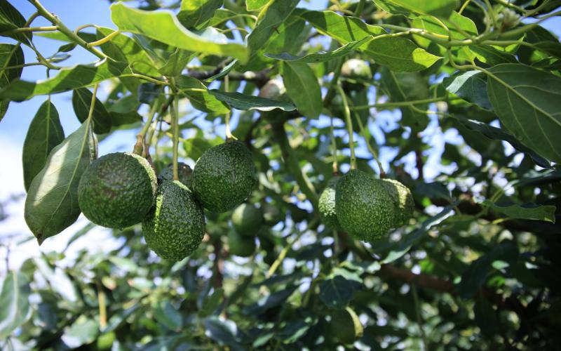 Estas son las áreas de producción de aguacate en Guatemala