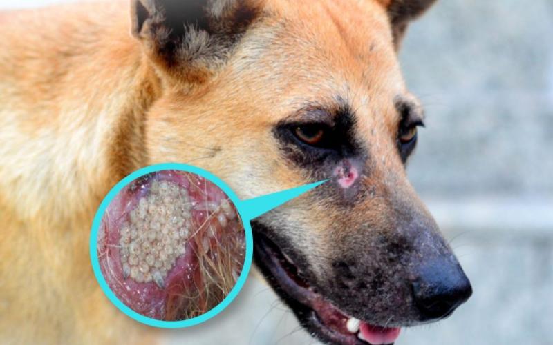 Recomendaciones para evitar el Gusano Barrenador del Ganado en sus mascotas 