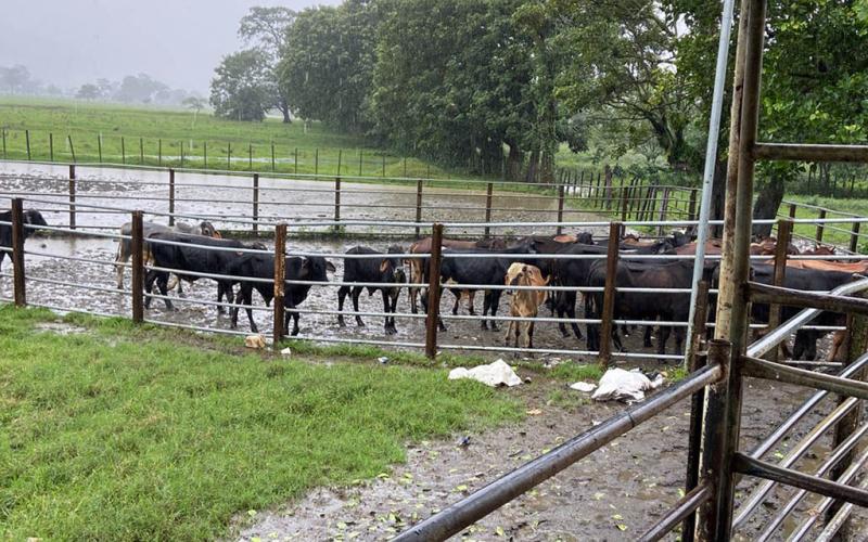 Inspeccionados 975 animales en corrales fronterizos en prevención de Gusano Barrenador del Ganado