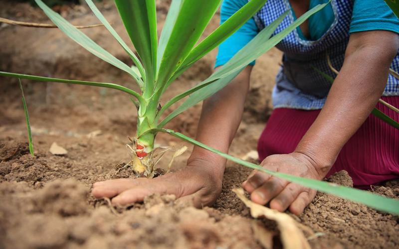 Izote, una planta común cuya flor es comestible 