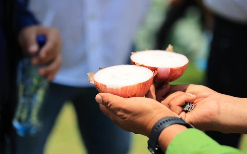 La cebolla morada necesita suelos drenados y sueltos