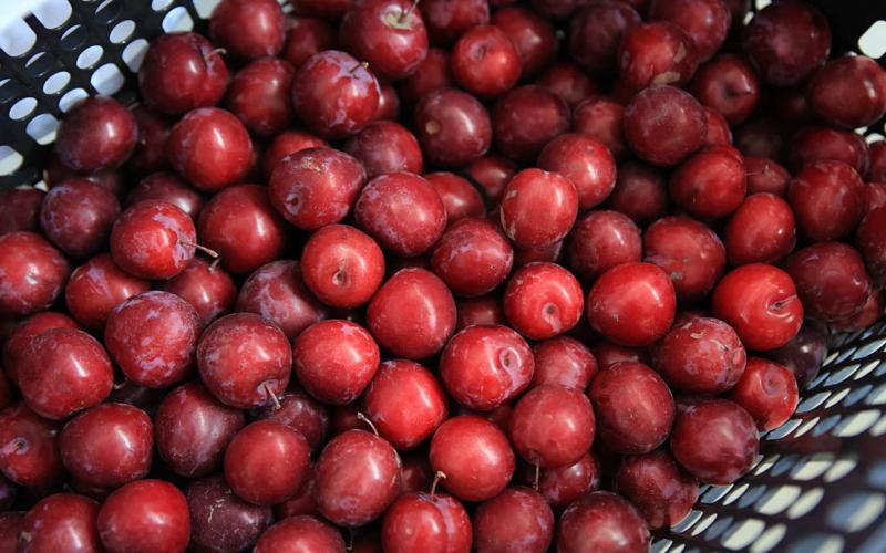 La ciruela es una fruta de clima templado y subtropical