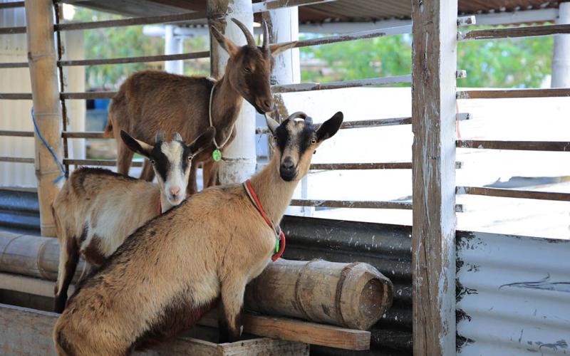 La cría de ganado caprino en Guatemala