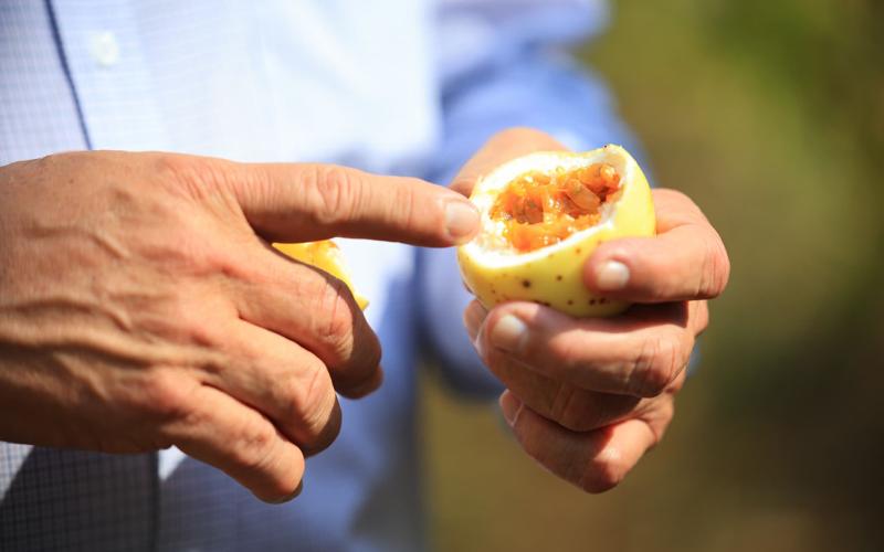 La fruta de la pasión: Maracuyá