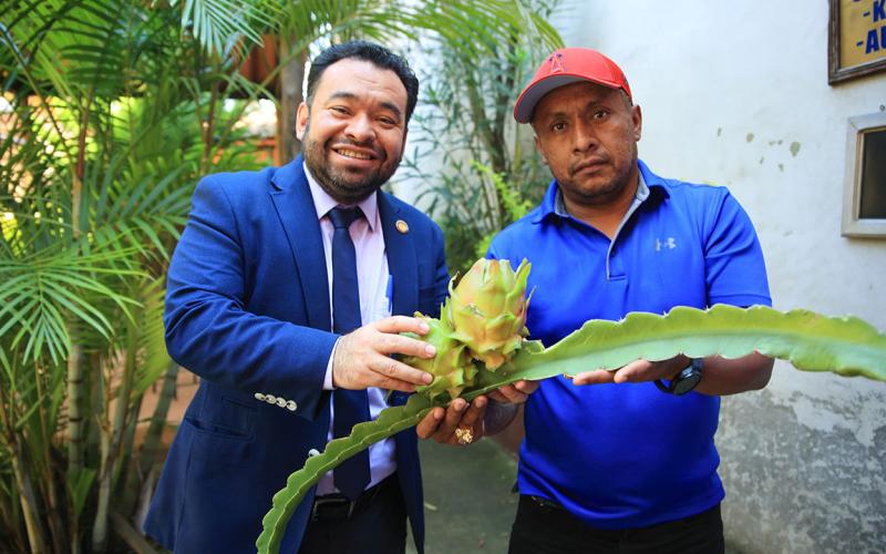 La pitahaya se perfila como producto exportable 